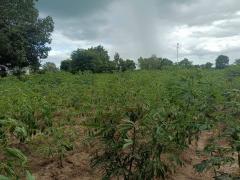 ขายถูกมาก!! ที่ดิน 9-2-13 ไร่ ติดถนน ติดเทศบาลตำบลเนินขาม สถานีตำรวจ ที่ว่าการอำเภอ โรงพยาบาล อ.เนินขาม จ.ชัยนาท-202510191945581760877958581.jpg