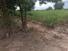 ขายถูกมาก!! ที่ดิน 9-2-13 ไร่ ติดถนน ติดเทศบาลตำบลเนินขาม สถานีตำรวจ ที่ว่าการอำเภอ โรงพยาบาล อ.เนินขาม จ.ชัยนาท-202510191946001760877960270.jpg