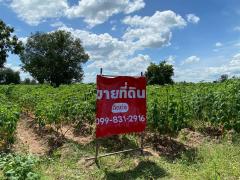 ขายถูกมาก!! ที่ดิน 9-2-13 ไร่ ติดถนน ติดเทศบาลตำบลเนินขาม สถานีตำรวจ ที่ว่าการอำเภอ โรงพยาบาล อ.เนินขาม จ.ชัยนาท-202510192030221760880622979.jpg