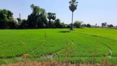 ขายที่ดินเปล่า ทำเลดี เดินทางสะดวก น้ำไฟเข้าถึง ต.วังทอง อ.วังทอง จ.พิษณุโลก