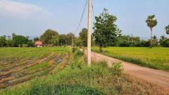 ขายที่ดินเปล่า ทำเลดี เดินทางสะดวก น้ำไฟเข้าถึง ต.วังทอง อ.วังทอง จ.พิษณุโลก-202510201421581760944918073.jpg