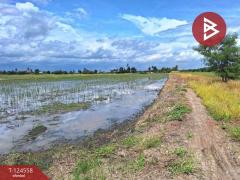 ขายที่ดินเปล่า เนื้อที่ 4 ไร่ โคกโคเฒ่า สุพรรณบุรี-202510211132331761021153637.jpg