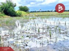 ขายที่ดินเปล่า เนื้อที่ 4 ไร่ โคกโคเฒ่า สุพรรณบุรี-202510211132351761021155785.jpg