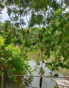 Land for sale next to a natural canal, 4 rai, 2 ngan, 76 sq wah. Near the Southern Purple Line MRT station and the Kanchanaphisek Expressway. Pracha Uthit 76, Thung Khru District, Bangkok.-202510211209311761023371576.jpg