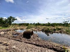 ขายที่ดินสวย หนองจอก ซอยคลองสิบ-คลองสิบสี่ 9 ใกล้ตลาดหนองจอก (N.1902)-202510211629561761038996341.jpg