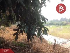 ขายที่ดิน เนื้อที่ 1 ไร่ 1 งาน 4 ตร.วา แม่แตง เชียงใหม่-202510211630061761039006691.jpg