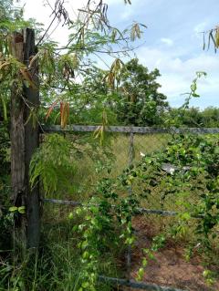 ขายที่ดินในเขตอำเภอเมืองชัยภูมิ ขนาด 1 ไร่ 1 งาน-202510211820541761045654261.jpg