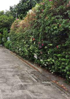 ขายที่ดิน 1 ไร่ ซอยสุขุมวิท64   ที่สวยแปลงสี่เหลี่ยม ไฟฟ้า ประปาพร้อมใช้ เดินทางสะดวก ใก้ลBTSปุณณวิถี ทางด่วน  