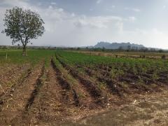 ขายที่ดินเกษตร 5 ไร่ 49 ตร.ว. ใกล้ชุมชน ติดทางรถไฟ อ.ชัยบาดาล จ.ลพบุรี