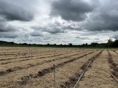 ขายที่ดิน 42 ไร่ วังดง กาญจนบุรี ติดลำห้วย วิวเขาสวย อากาศดี-202510221202571761109377561.jpg