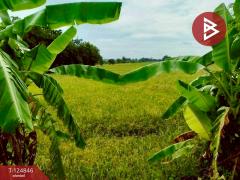 ขายที่ดิน เนื้อที่ 8 ไร่ 2 งาน 80.6 ตร.วา บึงสามพัน เพชรบูรณ์-202510221258321761112712612.jpg