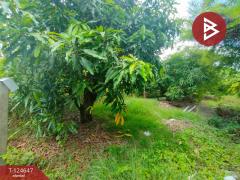 ขายที่ดิน เนื้อที่ 3 ไร่ กระทุ่มแบน สมุทรสาคร-202510221656321761126992713.jpg