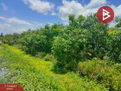 ขายที่ดิน เนื้อที่ 3 ไร่ กระทุ่มแบน สมุทรสาคร-202510221656341761126994957.jpg