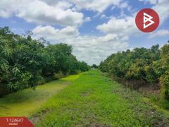 ขายที่ดิน เนื้อที่ 3 ไร่ กระทุ่มแบน สมุทรสาคร-202510221656351761126995525.jpg