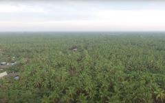 ขายหรือให้เช่า ระยะยาว ที่ดิน 6 ไร่เศษ  ติดคลองสุนัขหอน  ติดถนนทางหลวง สส.5007  (ลาดใหญ่-สมุทรสงคราม) ต.ลาดใหญ่ อ.เมือง จ.สมุทรสงคราม-202510231038131761190693640.jpg