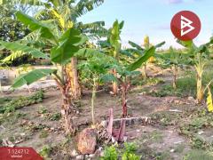 ขายที่ดินพร้อมสิ่งปลูกสร้าง เนื้อที่ 1 ไร่ 2 งาน 44 ตารางวา ราษฎรพัฒนา อ่างทอง-202510231141141761194474350.jpg