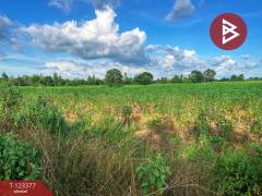 ขายที่ดิน เนื้อที่ 41 ไร่ 2 งาน 30 ตารางวา หันคา ชัยนาท-202510231224081761197048936.jpg