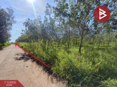 ขายที่ดินพร้อมสวน เนื้อที่ 19 ไร่ 1 งาน 50 ตร.วา เซกา บึงกาฬ-202510231233481761197628001.jpg