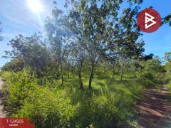 ขายที่ดินพร้อมสวน เนื้อที่ 19 ไร่ 1 งาน 50 ตร.วา เซกา บึงกาฬ-202510231233491761197629624.jpg