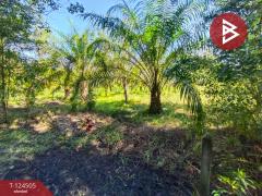 ขายที่ดินพร้อมสวน เนื้อที่ 19 ไร่ 1 งาน 50 ตร.วา เซกา บึงกาฬ-202510231233501761197630166.jpg