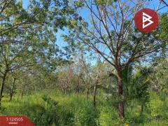 ขายที่ดินพร้อมสวน เนื้อที่ 19 ไร่ 1 งาน 50 ตร.วา เซกา บึงกาฬ-202510231233501761197630710.jpg