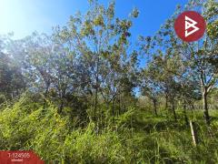 ขายที่ดินพร้อมสวน เนื้อที่ 19 ไร่ 1 งาน 50 ตร.วา เซกา บึงกาฬ-202510231233511761197631810.jpg