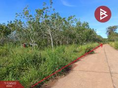 ขายที่ดินพร้อมสวน เนื้อที่ 19 ไร่ 1 งาน 50 ตร.วา เซกา บึงกาฬ-202510231233521761197632917.jpg