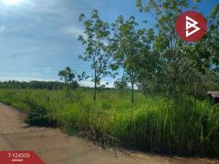 ขายที่ดินพร้อมสวน เนื้อที่ 19 ไร่ 1 งาน 50 ตร.วา เซกา บึงกาฬ-202510231233541761197634014.jpg