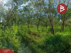 ขายที่ดินพร้อมสวน เนื้อที่ 19 ไร่ 1 งาน 50 ตร.วา เซกา บึงกาฬ-202510231233541761197634562.jpg