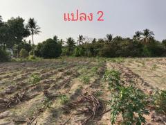 ขายที่ดิน เปล่า 3 แปลง หนองไผ่แก้ว บ้านบึง ชลบุรี เดินทางสะดวก ใกล้ถนน (331) TP-L1810