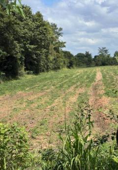 ขายที่ดินเปล่า ติดถนนลาดใหญ่ เมืองชัยภูมิ -202510231903491761221029428.jpg