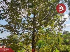 ขายที่ดิน เนื้อที่ 1 ไร่ 2 งาน 51 ตร.วา ท่าใหม่ จันทบุรี-202510241040311761277231729.jpg