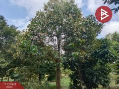 ขายที่ดิน เนื้อที่ 1 ไร่ 2 งาน 51 ตร.วา ท่าใหม่ จันทบุรี-202510241040321761277232835.jpg