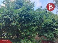 ขายที่ดิน เนื้อที่ 1 ไร่ 2 งาน 51 ตร.วา ท่าใหม่ จันทบุรี-202510241040331761277233377.jpg