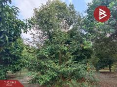 ขายที่ดิน เนื้อที่ 1 ไร่ 2 งาน 51 ตร.วา ท่าใหม่ จันทบุรี-202510241040331761277233919.jpg