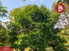 ขายที่ดิน เนื้อที่ 1 ไร่ 2 งาน 51 ตร.วา ท่าใหม่ จันทบุรี-202510241040361761277236114.jpg