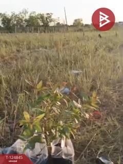 ขายที่ดิน เนื้อที่ 2 ไร่ องครักษ์ นครนายก-202510241240071761284407976.jpg