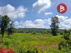 ขายที่ดิน เนื้อที่ 7 ไร่ 3 งาน 98 ตารางวา ต.ป่าสัก ลำพูน-202510241250351761285035836.jpg