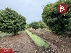 ขายที่ดิน เนื้อที่ 3 งาน 32.5 ตร.วา อัมพวา สมุทรสงคราม-202510241502461761292966979.jpg