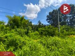 ขายที่ดิน เนื้อที่ 11 ไร่ 1 งาน 83 ตร.วา เซกา บึงกาฬ-202510241605121761296712679.jpg