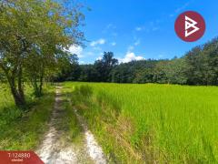 ขายที่ดิน เนื้อที่ 11 ไร่ 1 งาน 83 ตร.วา เซกา บึงกาฬ-202510241605131761296713750.jpg