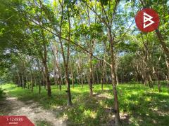 ขายที่ดิน เนื้อที่ 11 ไร่ 1 งาน 83 ตร.วา เซกา บึงกาฬ-202510241605141761296714818.jpg