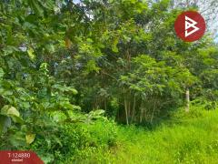 ขายที่ดิน เนื้อที่ 11 ไร่ 1 งาน 83 ตร.วา เซกา บึงกาฬ-202510241605151761296715886.jpg