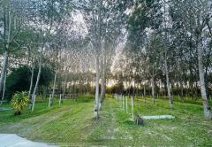 ขายด่วน! ที่ดินสวนยางแปลงใหญ่ ใกล้สนามบินหาดใหญ่ ต.ควนลัง อ.หาดใหญ่ จ.สงขลา