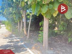 ขายบ้านเดี่ยว เนื้อที่ 2 ไร่ 19.6 ตร.วา อุโมงค์ ลำพูน-202510250930331761359433073.jpg