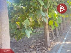 ขายบ้านเดี่ยว เนื้อที่ 2 ไร่ 19.6 ตร.วา อุโมงค์ ลำพูน-202510250930331761359433670.jpg