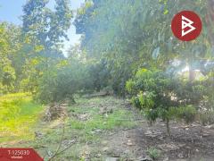 ขายบ้านเดี่ยว เนื้อที่ 2 ไร่ 19.6 ตร.วา อุโมงค์ ลำพูน-202510250930341761359434213.jpg