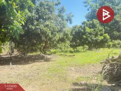 ขายบ้านเดี่ยว เนื้อที่ 2 ไร่ 19.6 ตร.วา อุโมงค์ ลำพูน-202510250930341761359434754.jpg