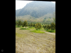 ขายสวนทุเรียนพร้อมเนื้อที่ ที่ดิน450ไร่ ติดแม่น้ำแควน้อยกว้าง1กิโลเมตร เอกสารสิทธ์นส.3ก.ครุฑเขียว(เทียบเท่าโฉนด)ขายเพียงไร่ละ 3.5แสน ทุเรียน5พันต้นอายุ5ปีกำลังออกผลผลิต-202510251011171761361877631.png