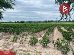 ขายที่ดิน-เนื้อที่-2-ไร่-72.9-ตร.วา-บ้านโ